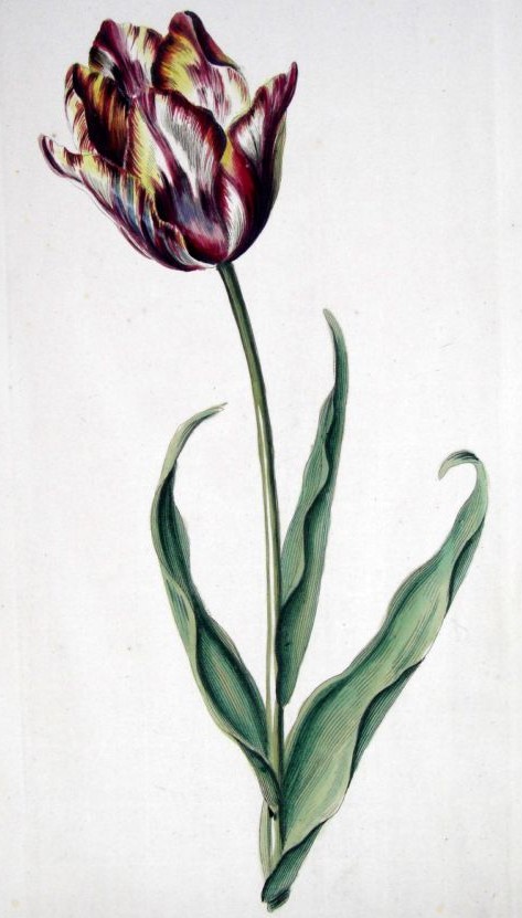 Oswald : Airs for the seasons - Tulip : illustration